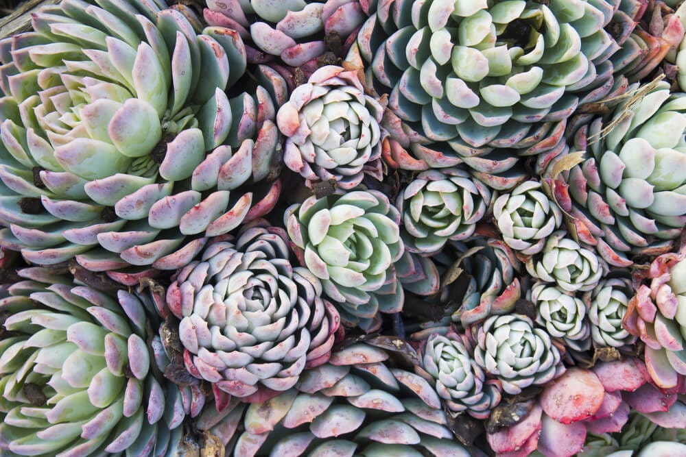 hens and chicks