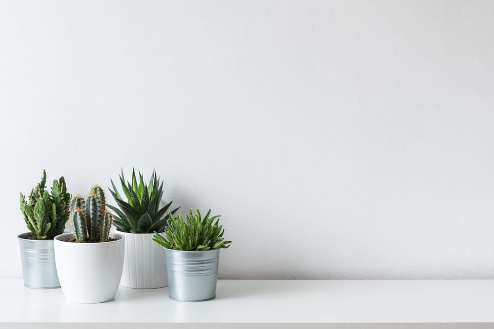 indoor cactus