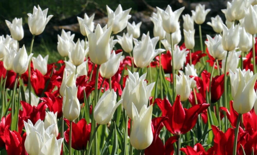 lily shaped tulip