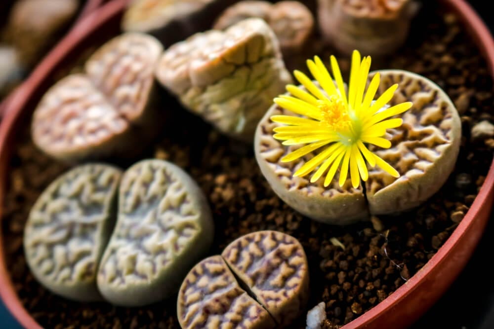 lithops