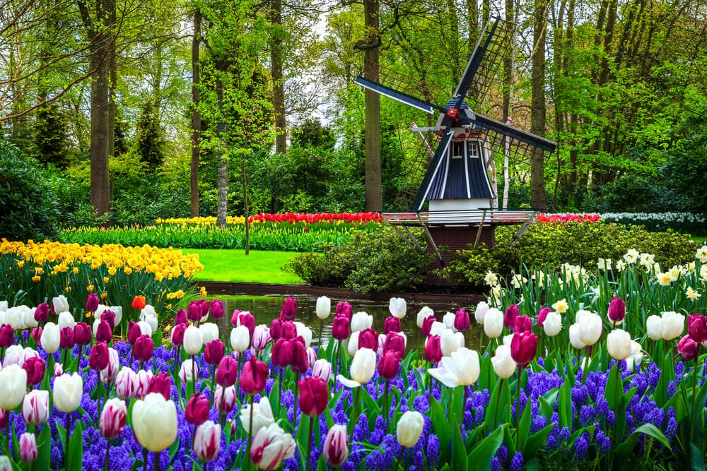 prepare tulip soil