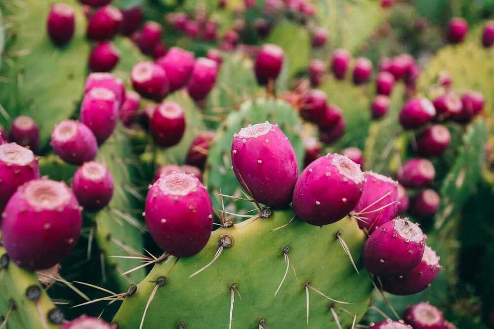 prickly pear plant