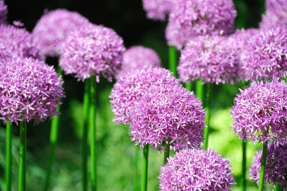 purple sensation allium