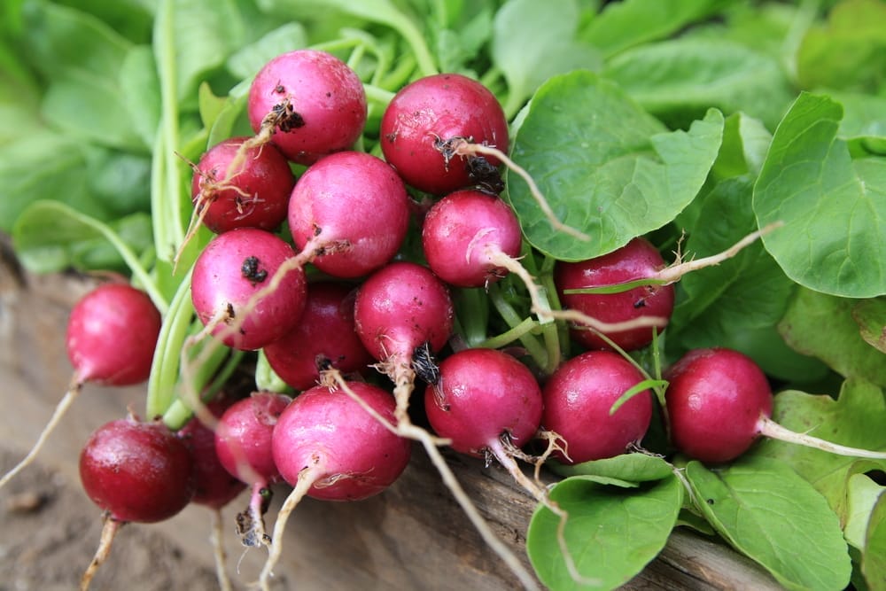 radish