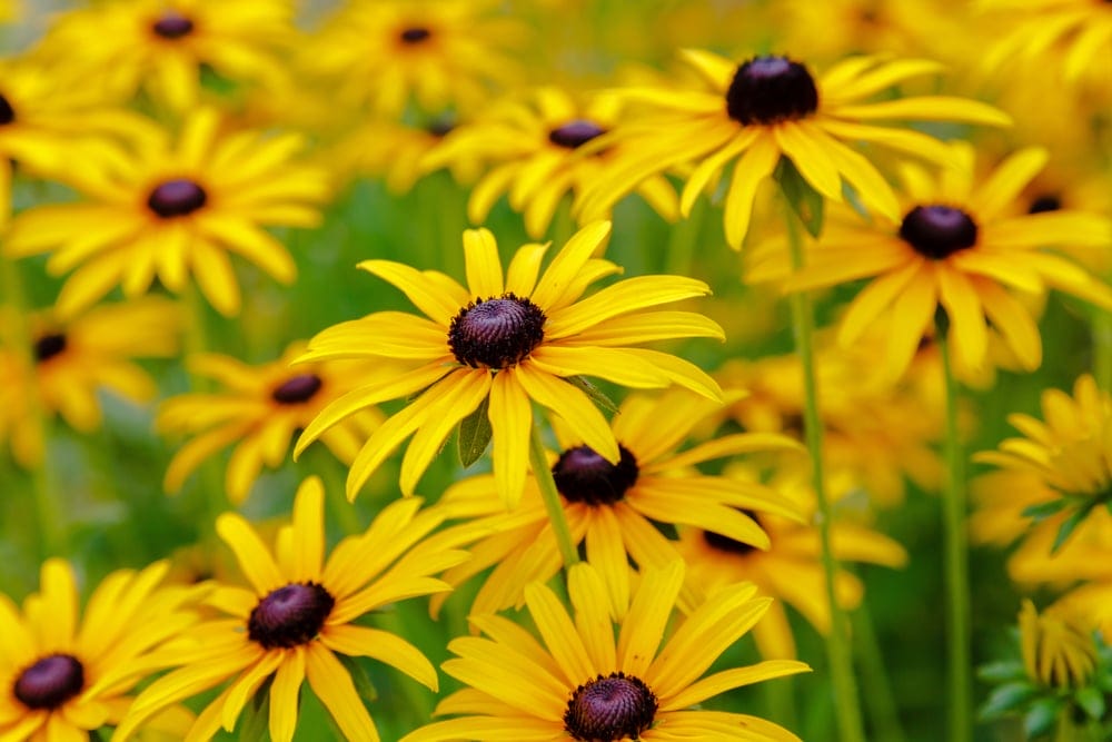 black eyed susan