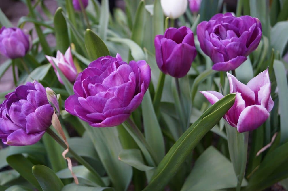 ruffled tulip