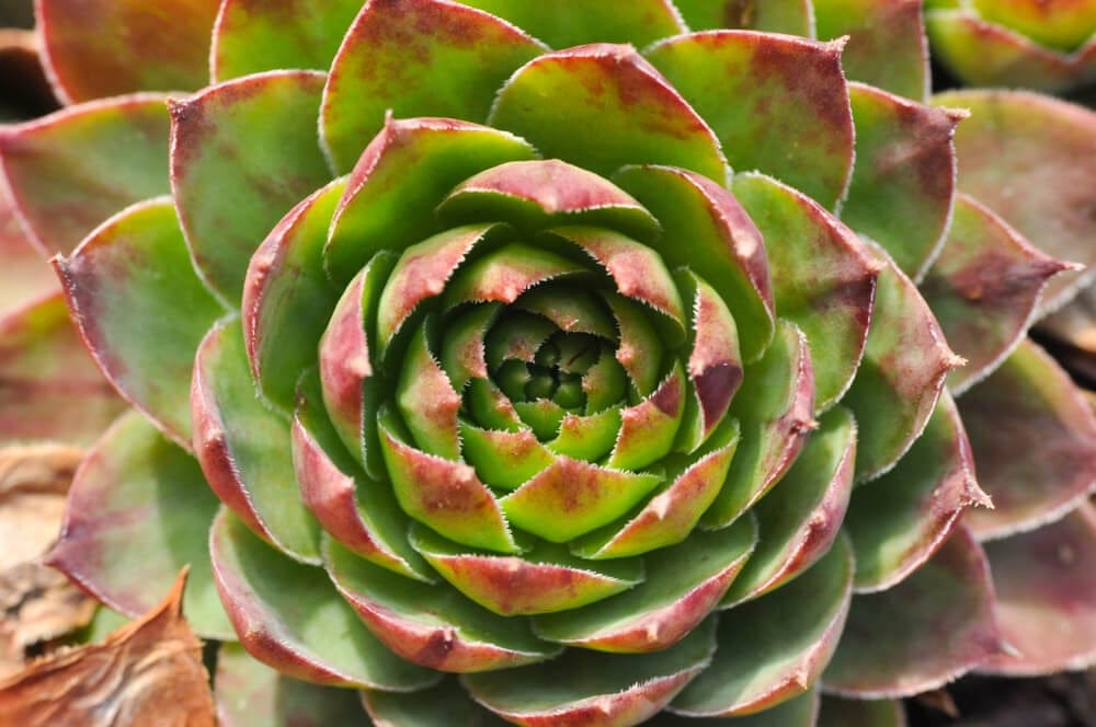 sempervivum hens and chicks