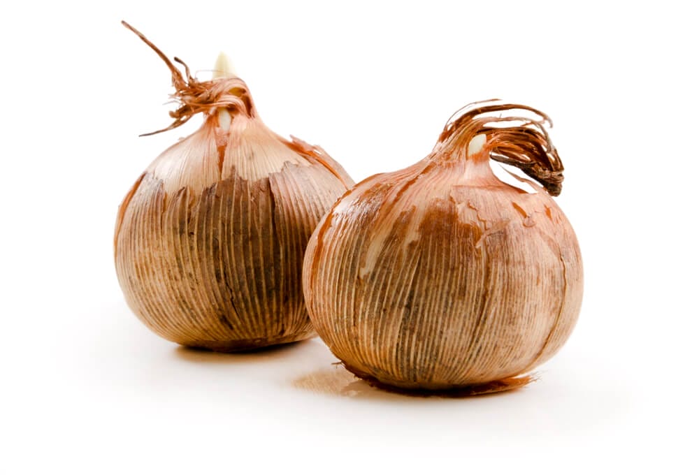 crocus bulbs