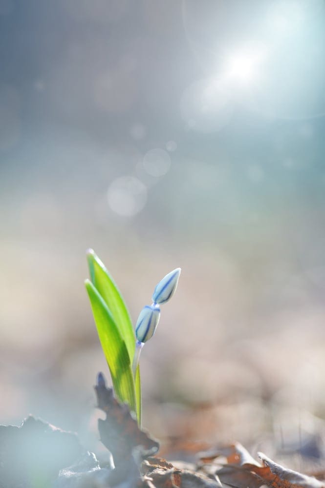 glory of snow growing