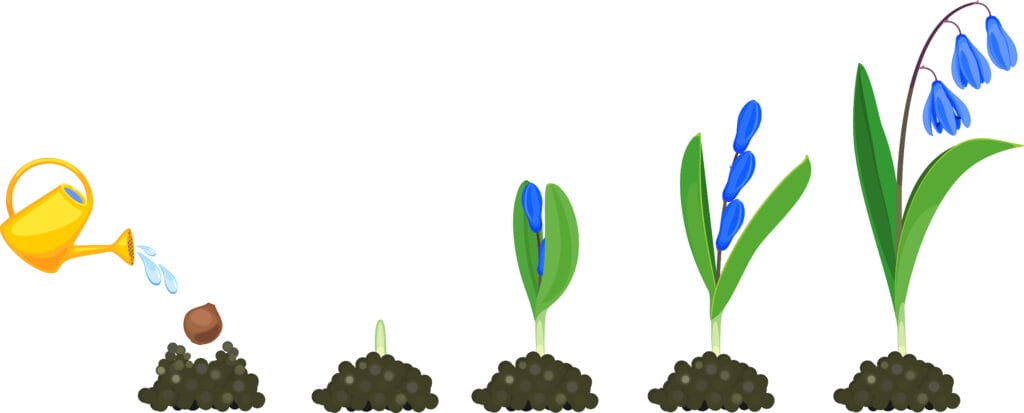 planting glory of snow bulbs