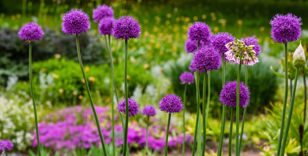 alliums