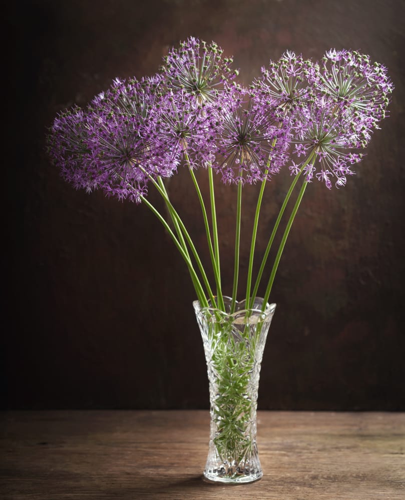 ornamental allium in pots