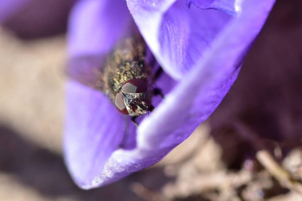 crocus pests