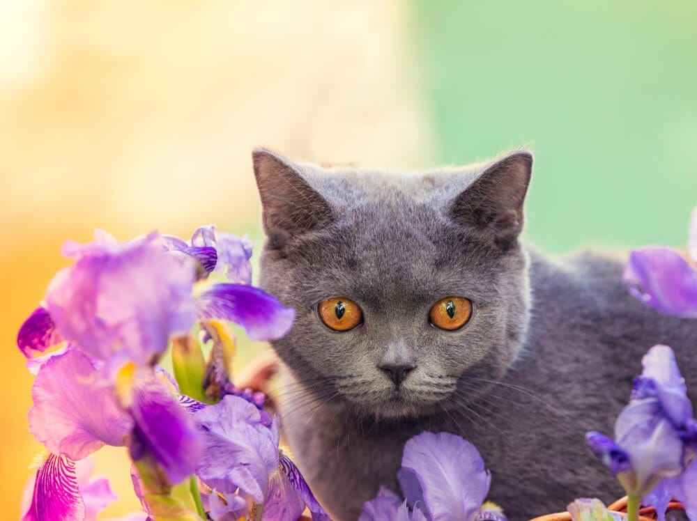 iris pests