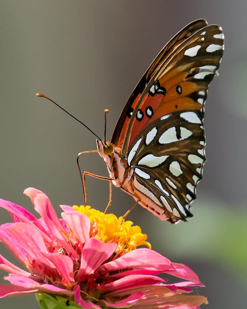 feeding