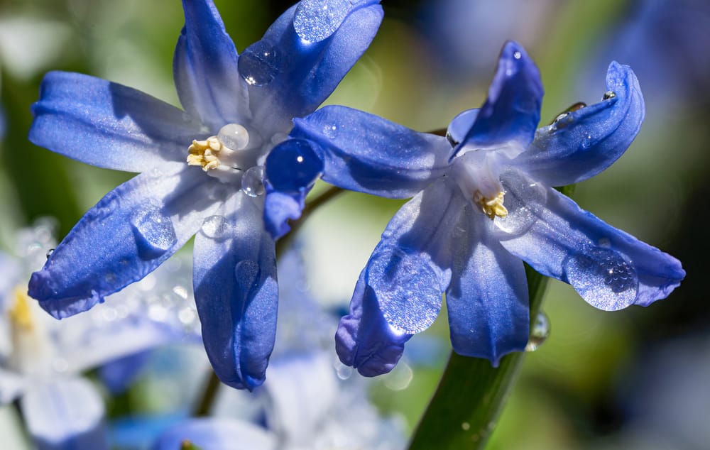 Watering Glory of Snow