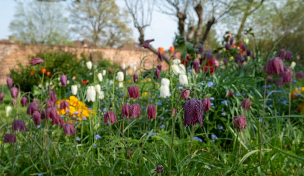 Fritillary Uses