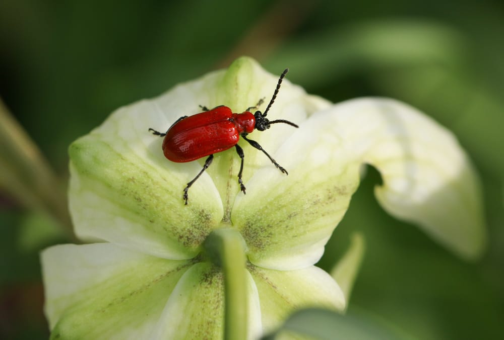 Fritillary Pests
