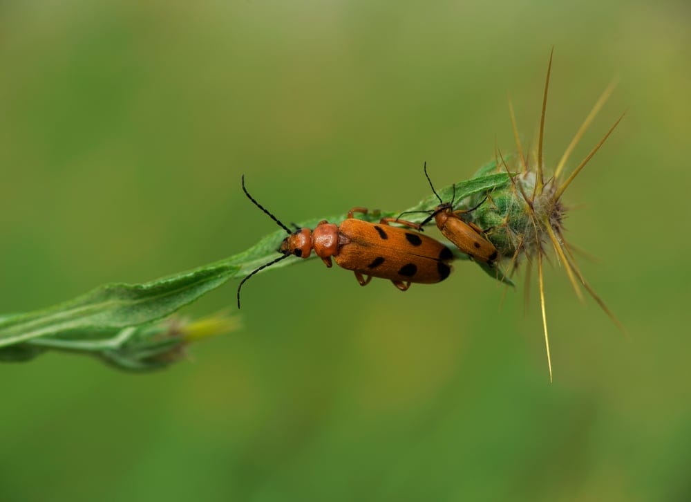 allium pests