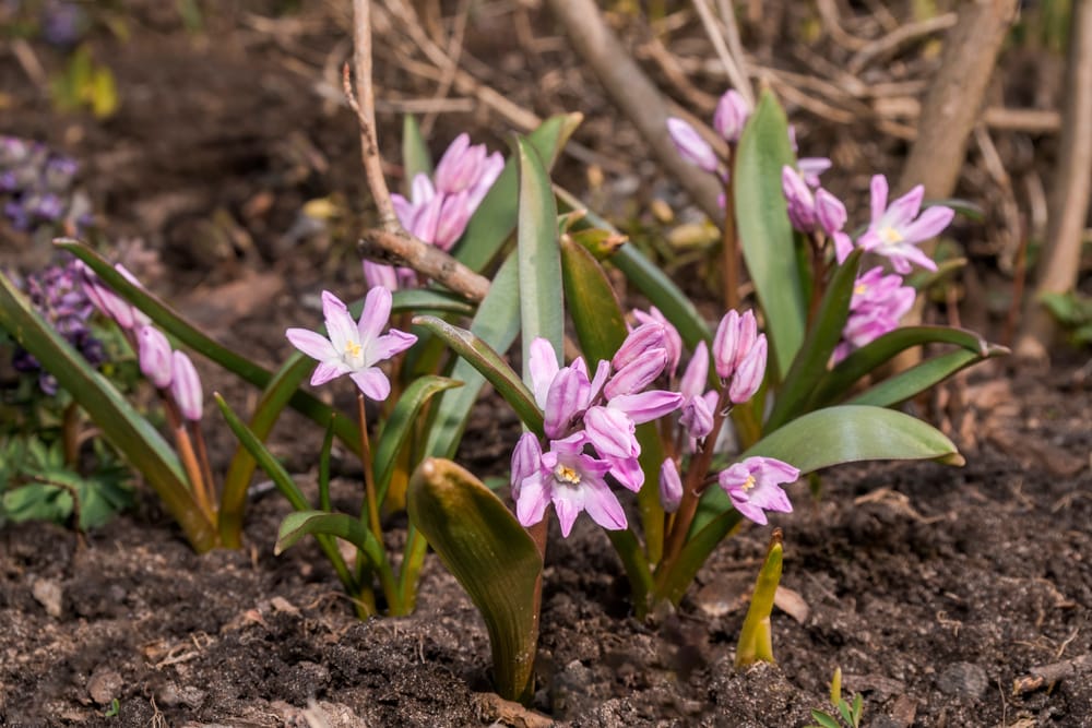 glory of snow bulbs