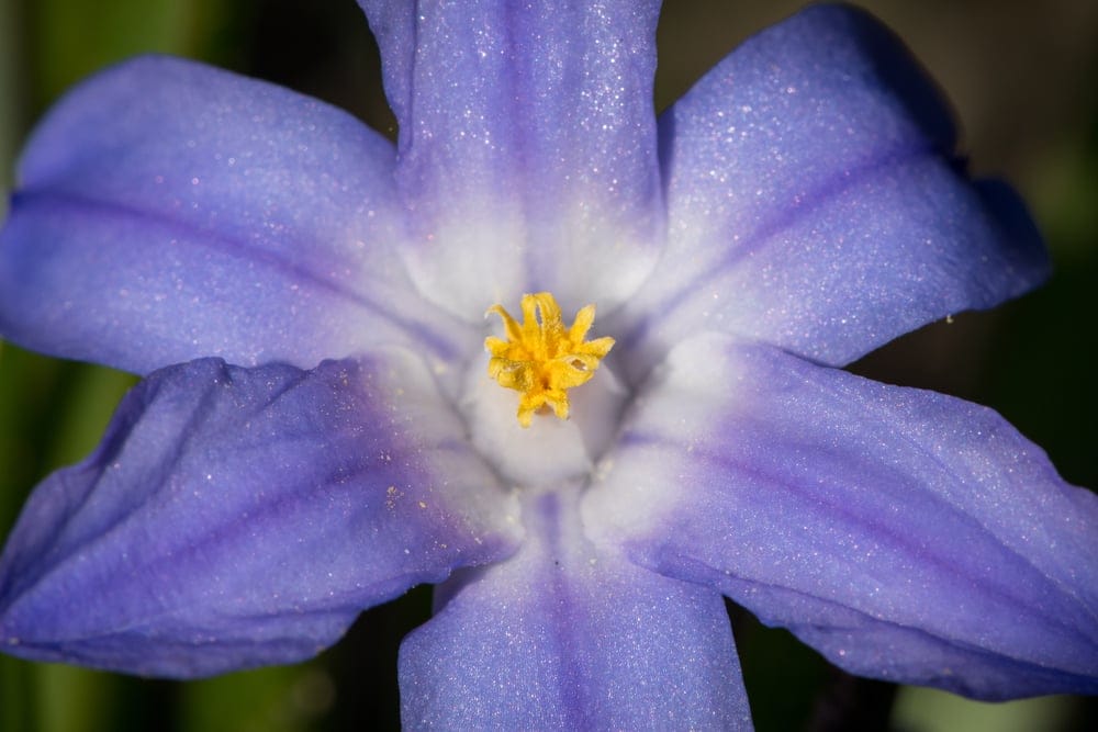 glory of snow flower