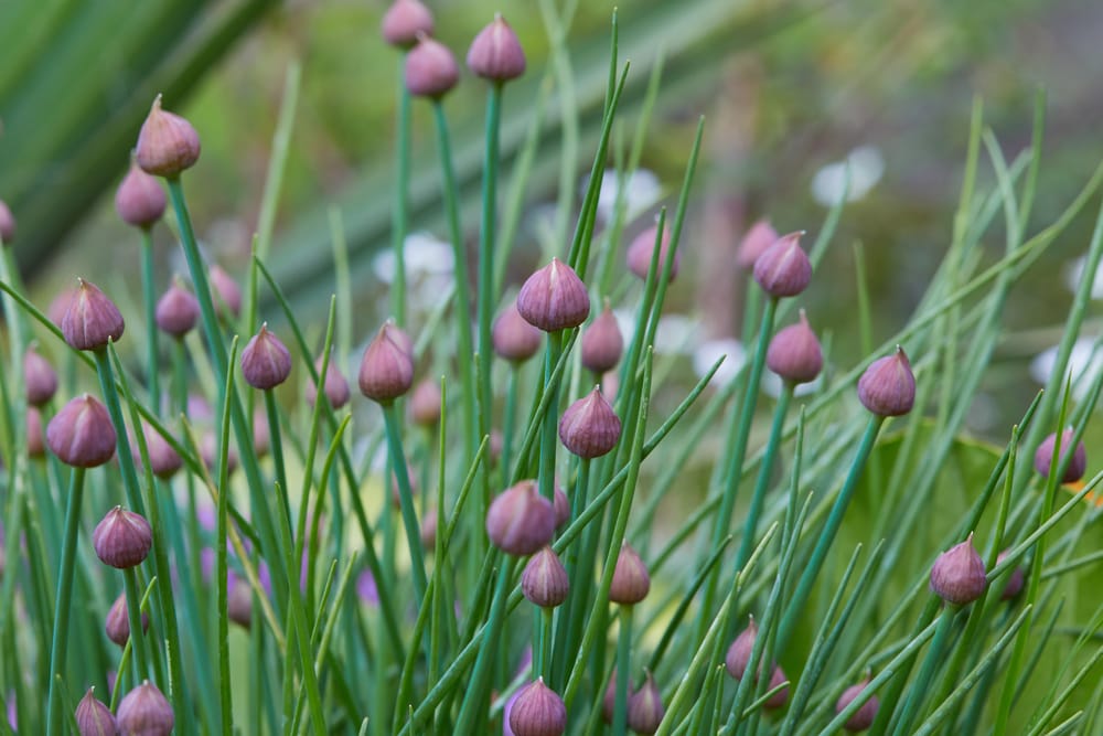 ornamental allium bulbs