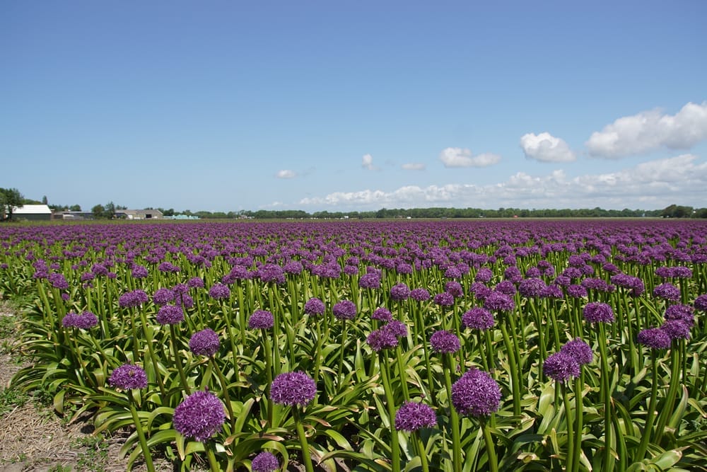 allium uses