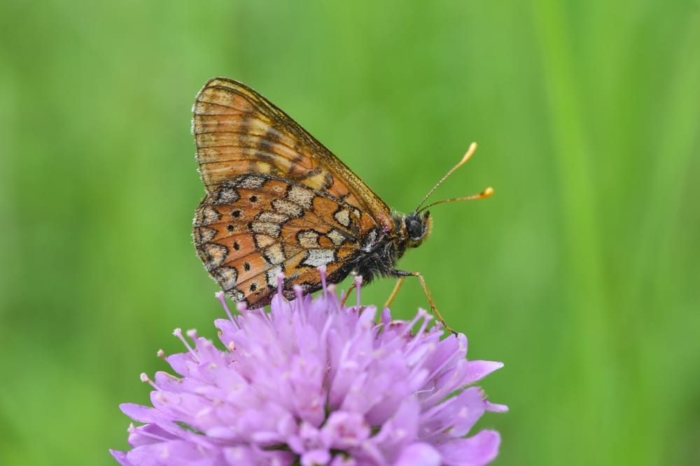 pollinators