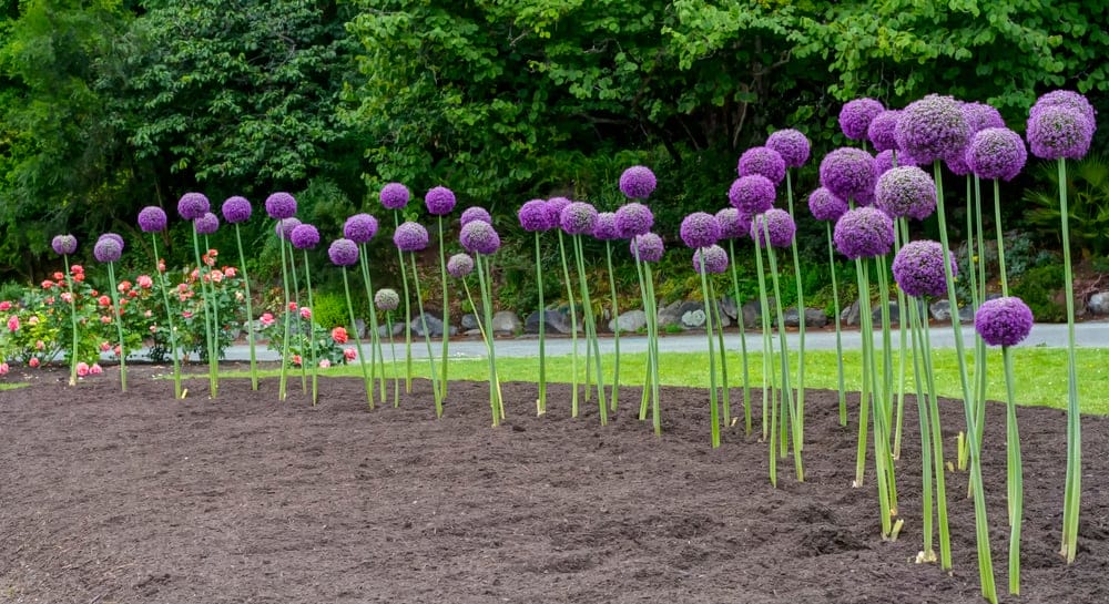 ornamental allium