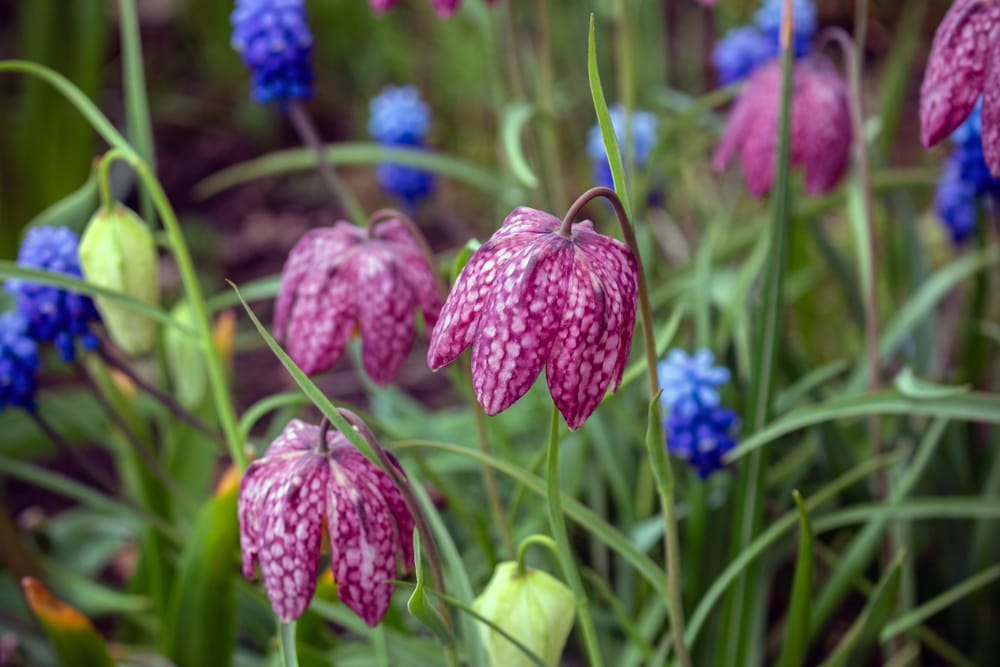 Fritillary