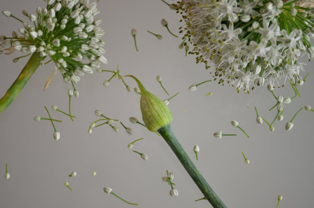 planting ornamental allium bulbs 