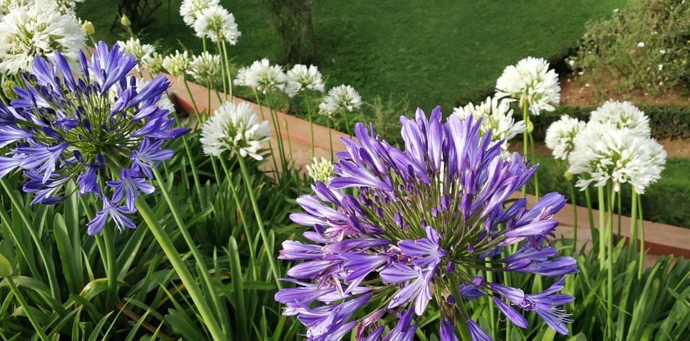 allium