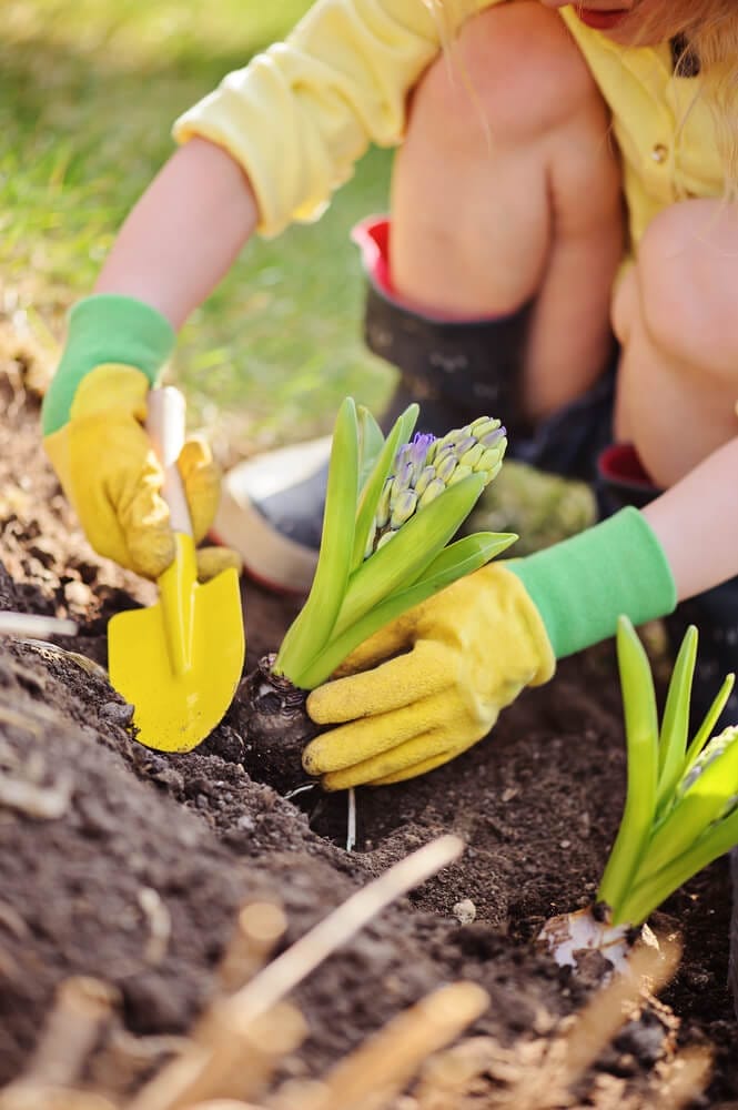 planting hyacinths 2