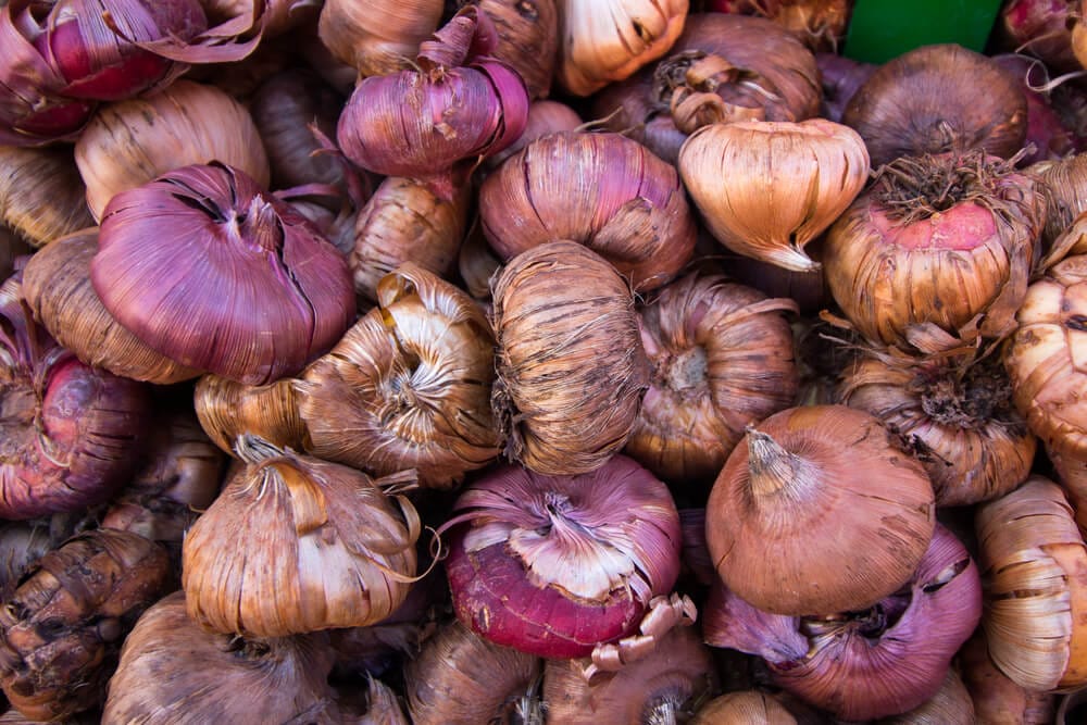 Iris Bulbs