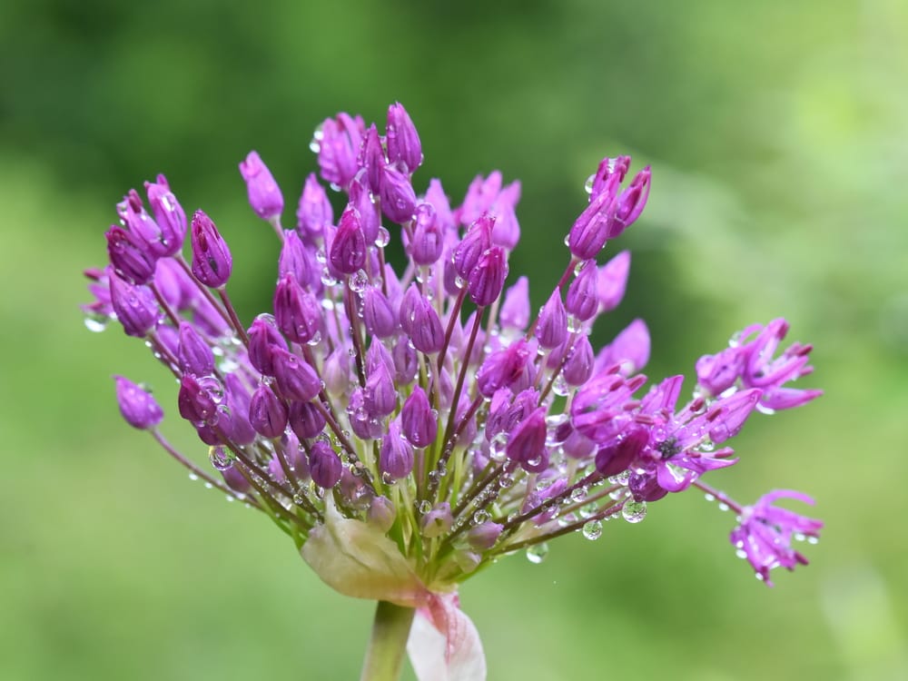 allium watering