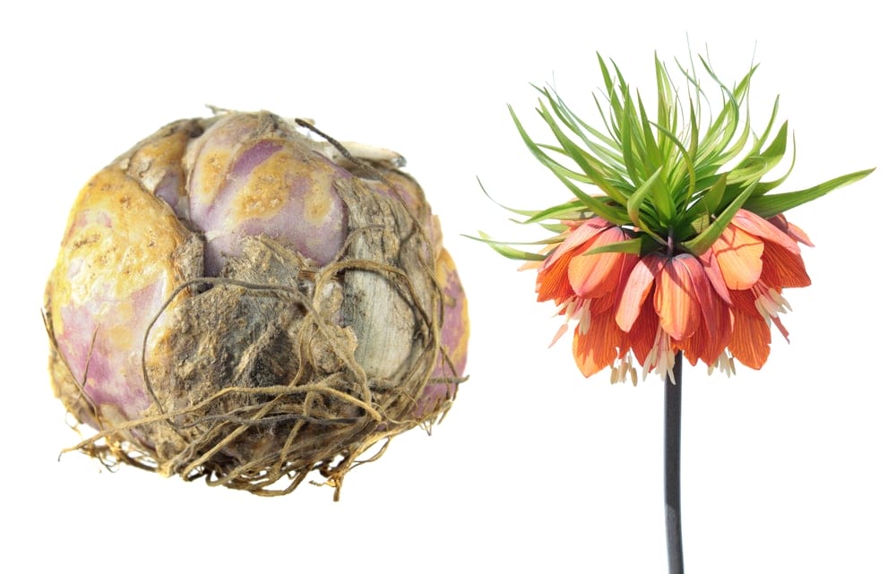 Bulbs