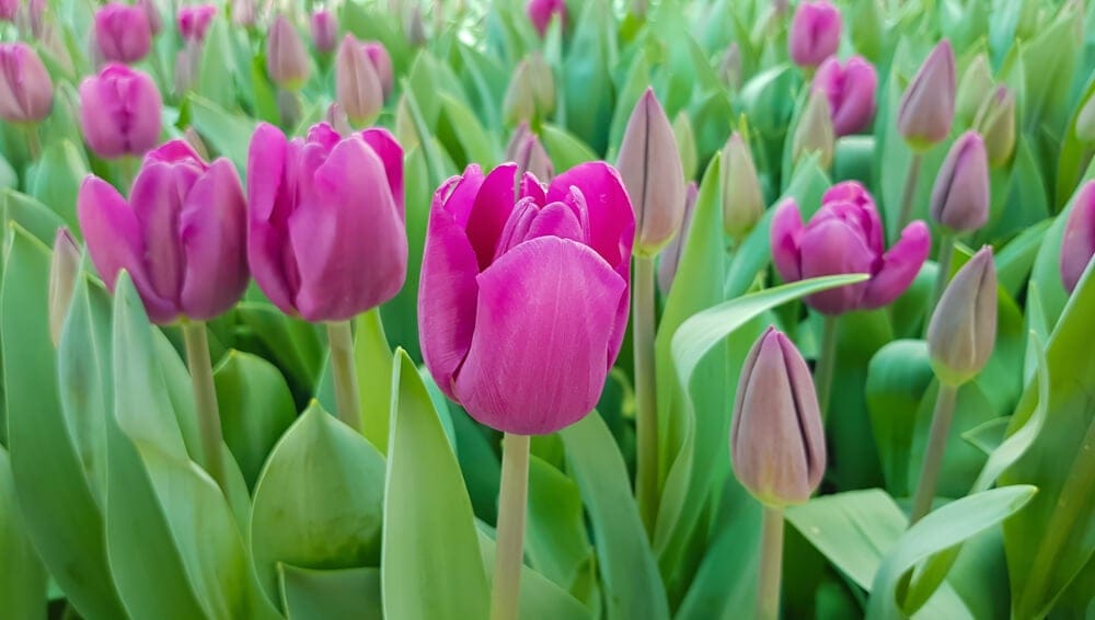 single tulip