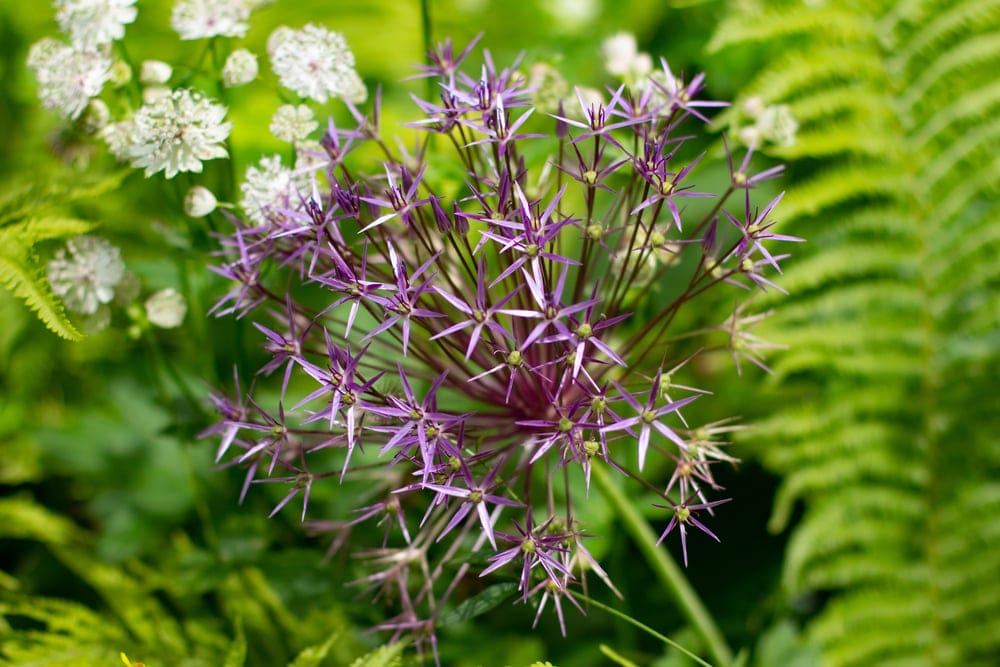 star of persia allium
