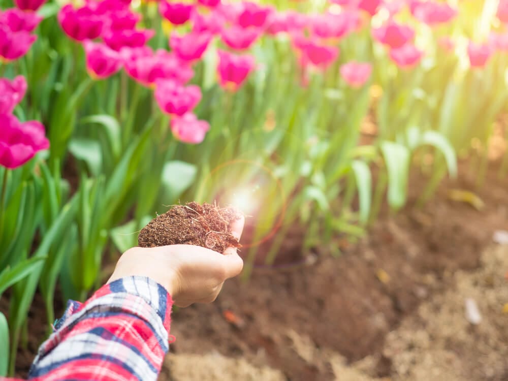 tulip fertilizer