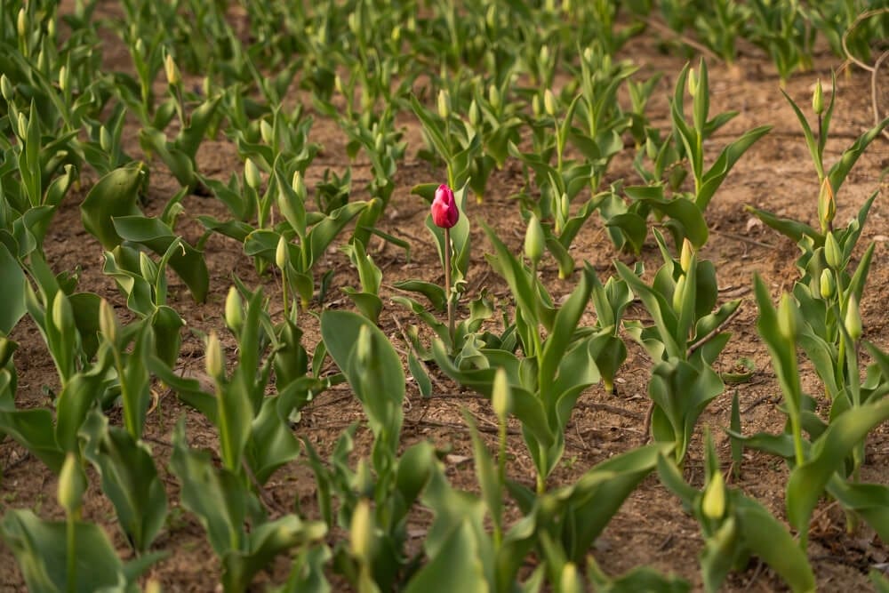 tulip growth