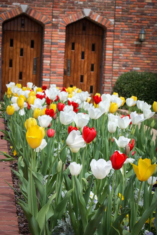 tulip uses