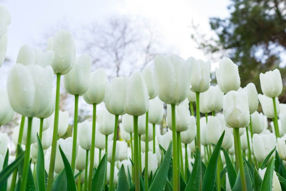 tulips