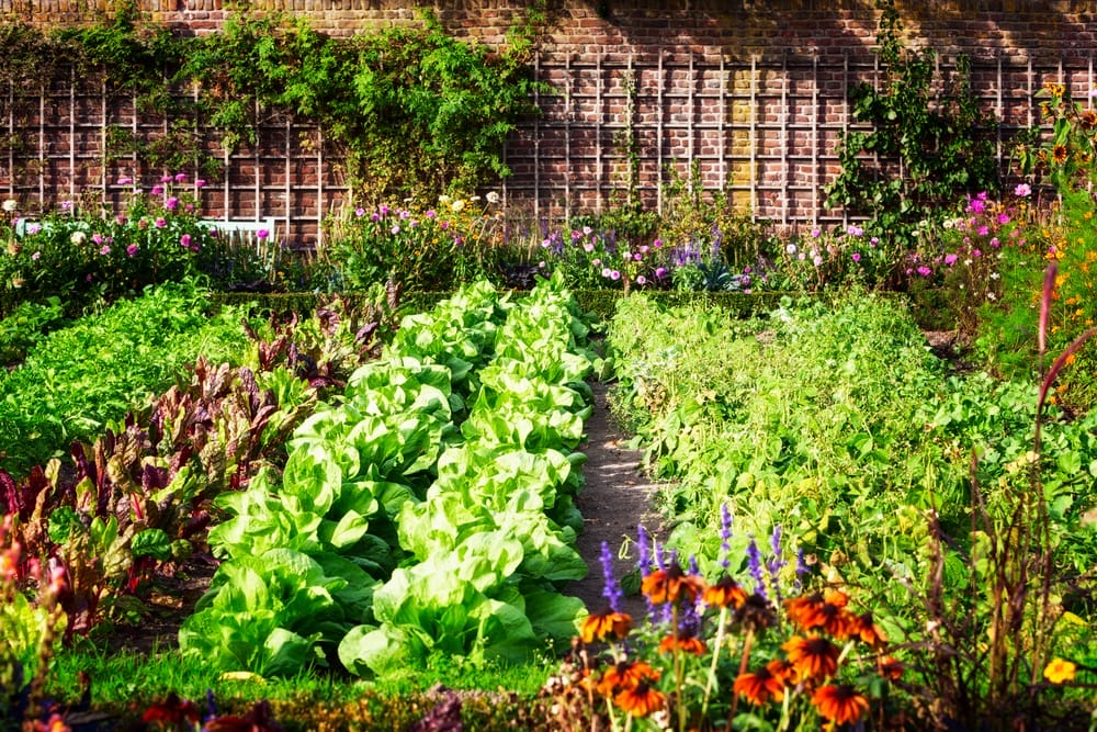 best fall garden vegetables