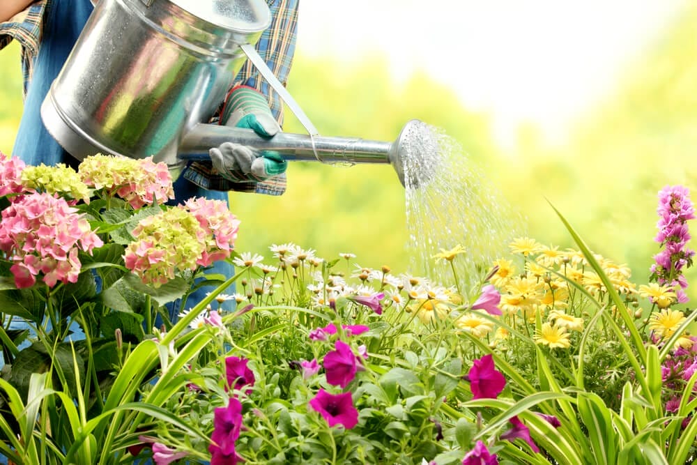 watering bluebells