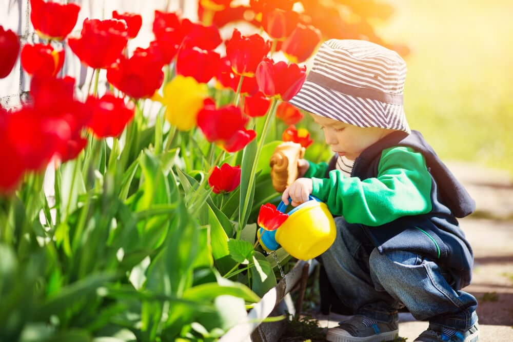 watering tulips