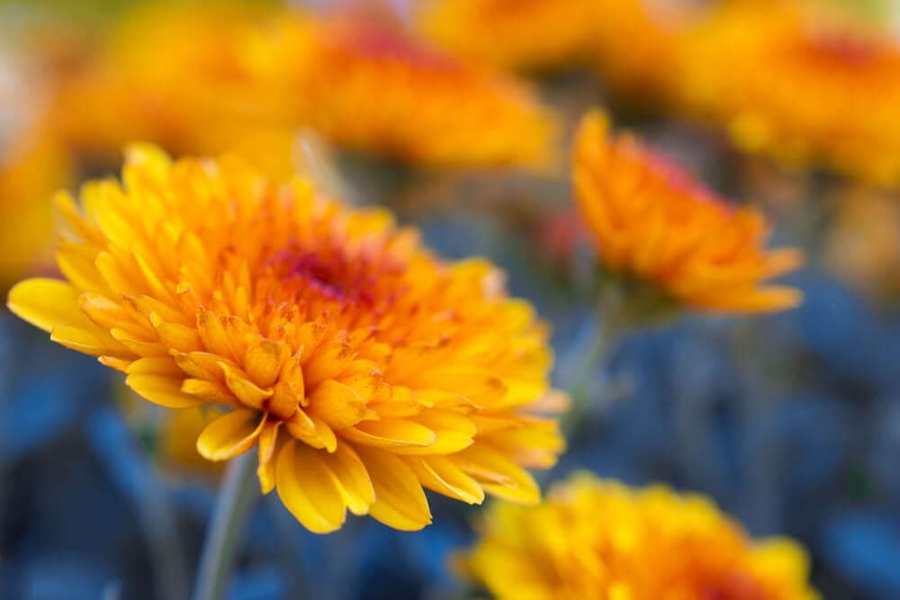 Chrysanthemum