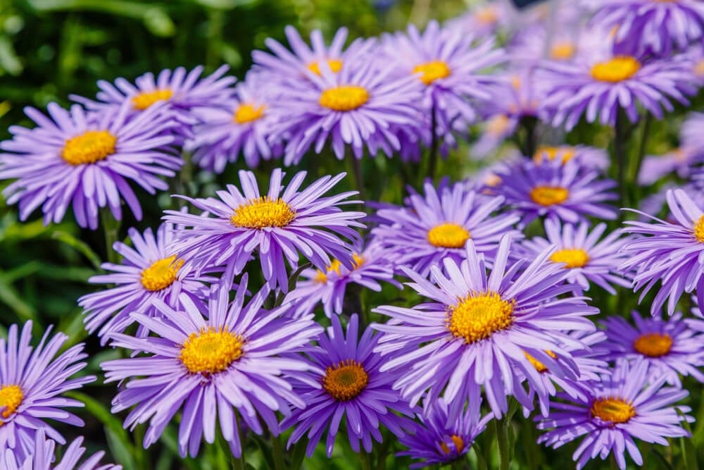 aster