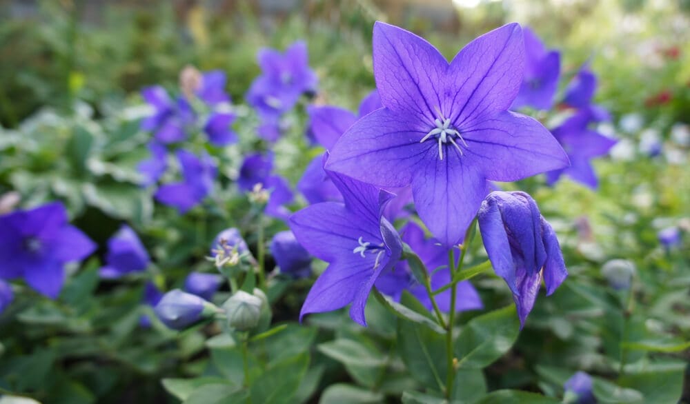 balloon flower