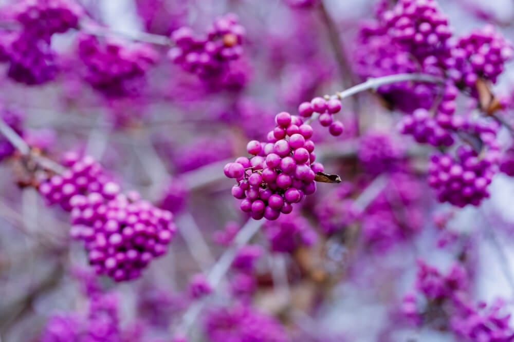 beautyberry