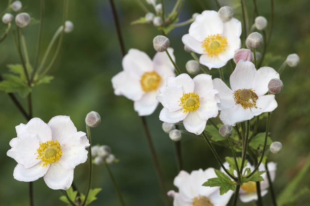 japanese anemone